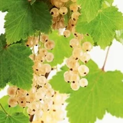 Groseillier A Grappe Blanka Bio. Le pot de 2 litres