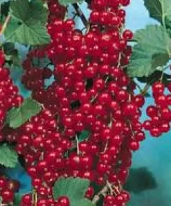 Groseillier A Grappe Delbard Giganta®. Le pot de 5 litres