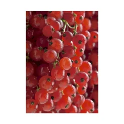 Groseillier A Grappe Delbard Giganta®. Le pot de 5 litres