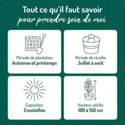 Groseillier A Grappe Delbard Giganta®. Le pot de 2 litres