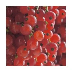 Groseillier A Grappe Delbard Giganta®. Le pot de 2 litres