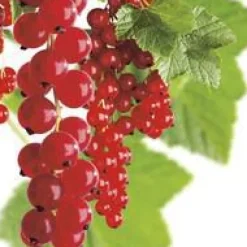 Groseillier A Grappe Jonkheer Van Tets Bio. Le pot de 2 litres