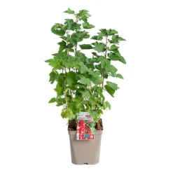 Groseillier A Grappe Jonkheer Van Tets Bio. Le pot de 5 litres