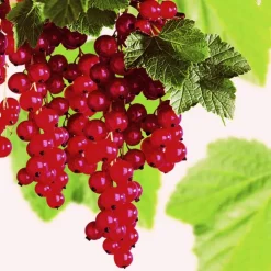 Groseillier A Grappe London Market Bio. Le pot de 5 litres