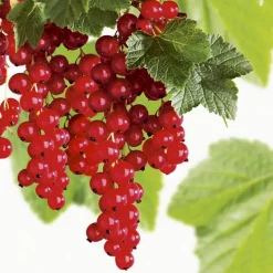 Groseillier A Grappe London Market Bio. Le pot de 2 litres