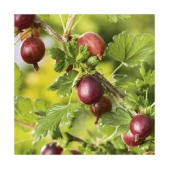 Groseillier A Maquereau Hinnonmaki Red Bio. Le pot de 2 litres