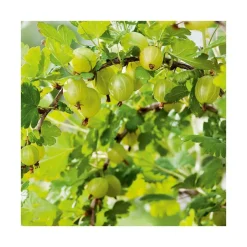 Groseillier A Maquereau Hinnonmaki Gul Bio. Le pot de 2 litres