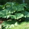 Gunnera Manicata - Le pot de 3 litres