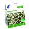 Gypsophile Paniculata Snowflake bio blanc botanic® - 1 bulbe