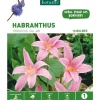 Habranthus Zephyranthes Robustus rose botanic® - 10 bulbes