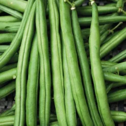 Haricot Nain Pongo Bio. La barquette de 3 plants