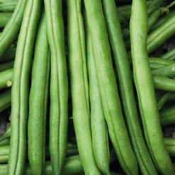 Haricot Nain Pongo Bio. La barquette de 3 plants