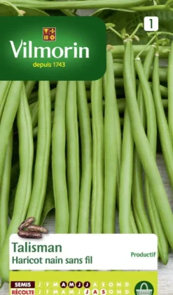 Haricot nain sans fil Talisman Vilmorin - graines à semer