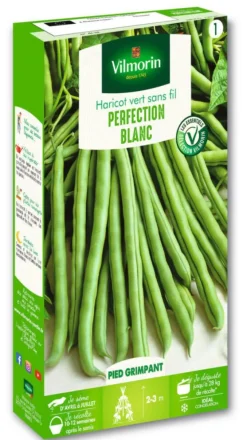 Haricot vert grimpant Blanc de Juillet Vilmorin - graines à semer