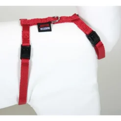 Harnais chat nylon rouge 1-35/50 cm