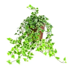 Hedera ou lierre dans son pot en terre Ø 14 cm
