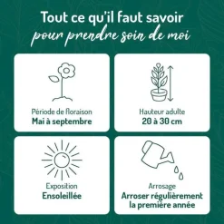 Helianthème Rose Pale - Le pot de 9 x 9 cm