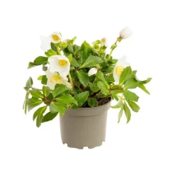 Hellébore (ou Rose de Noël) blancHE HGC® DIVA® - Le pot de 1,5 litres