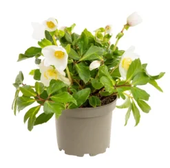 Hellébore (ou Rose de Noël) blancHE HGC® DIVA® - Le pot de 1,5 litres