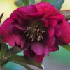 Hellébore (ou Rose de Noël) double violet - Le pot de 0,75 litres