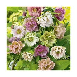 Hellébore (ou Rose de Noël) double Mix multicolore - Le pot de 0,75 litres