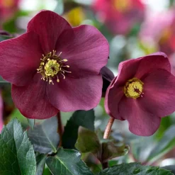 Hellébore (ou Rose de Noël) HGC ® Ice N'Roses ® Early Red violet - Le pot de 2 litres