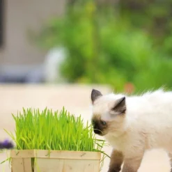 Herbe A Chat Bio. La barquette bois