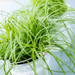 Herbe A Chat Bio. Le pot de diamètre 12 cm