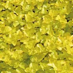 Herbe aux écus dorée godet 9x9 cm