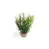 Herbe marine verte en plastique 16 cm