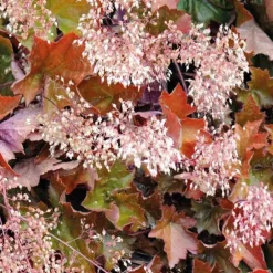 Heuchere Micrantha blanche-Pourpre - Le pot de 9 x 9 cm