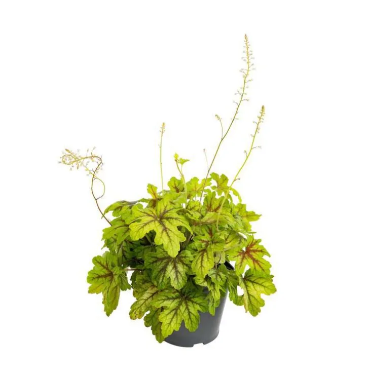 Heuchère coloris variés. Le pot de 1 litre