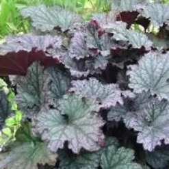 Heuchère coloris variés. Le pot de 1 litre