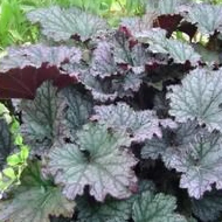 Heuchère coloris variés. Le pot de 1 litre