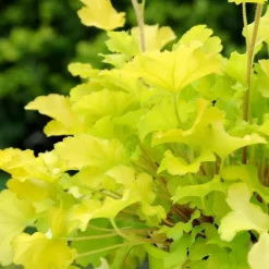 Heuchère lime marmalade jaune en pot de 2 L