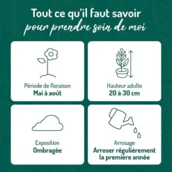 Heuchère Pluie de feu - Le pot de 9 x 9 cm