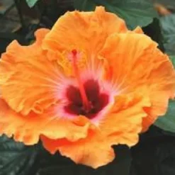 HIBISCUS