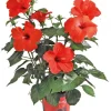 Hibiscus Ø 18,5 cm