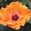 Hibiscus multicolore 50 cm. Le pot de 17 cm