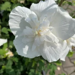 HIBISCUS S.WHITE CHIFFON 5L
