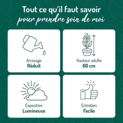 Hildewinteria colademononis en pot blanc émaillé H 20 x Ø 20 cm