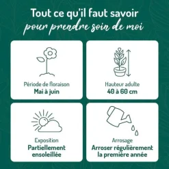 Hémérocalle - Le pot de 9 x 9 cm