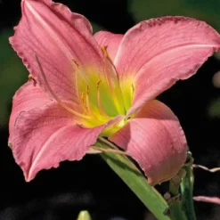 Hémérocallee Rose Pale - Le pot de 9 x 9 cm