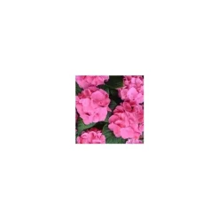 Hortensia Collection.D.17