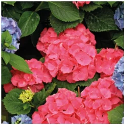 Hortensia. Le pot de Ø 13 cm