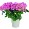 Hortensia rose 50 cm et cache-pot. Le pot de 17 cm