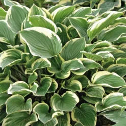 Hosta Aureomarginata - Le pot de 9 x 9 cm