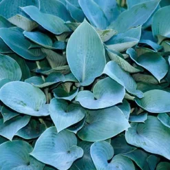 Hosta tardiana halcyon bleu - Le pot de 9 x 9 cm