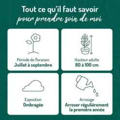 Hosta Undulata - Le pot de 9 x 9 cm