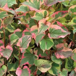 Houttuynia caméléon godet 9x9 cm